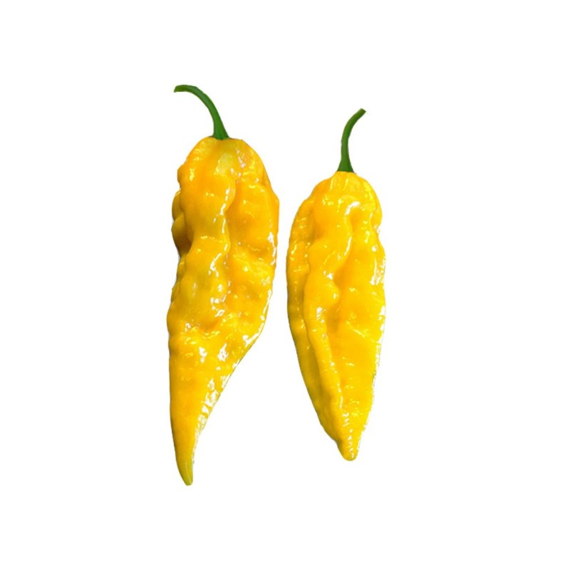 Naga Bhut Jolokia yellow - semínka chilli
