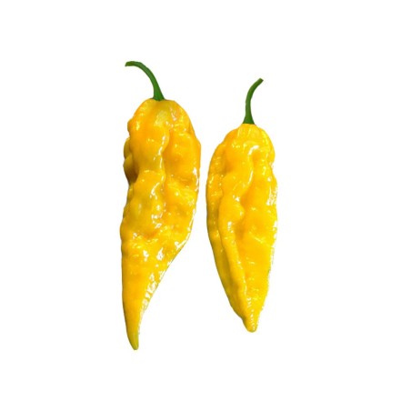 Naga Bhut Jolokia yellow - semínka chilli