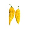 Naga Bhut Jolokia yellow - semínka chilli