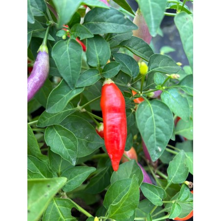 Aji Challuaruro Rojo – chilli semínka (10 ks)