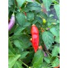 Aji Challuaruro Rojo – chilli semínka (10 ks)