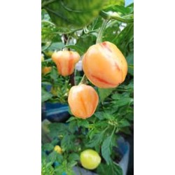 Peppa peach Stripey – chilli semínka (10 ks)