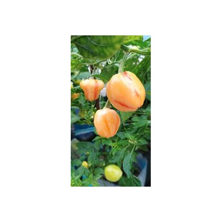 Peppa peach Stripey – chilli semínka (10 ks)