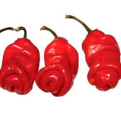 Peter Penis Pepper Red - semínka chilli