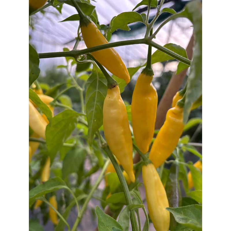 Aji Lemon Drop – chilli semínka (10 ks)