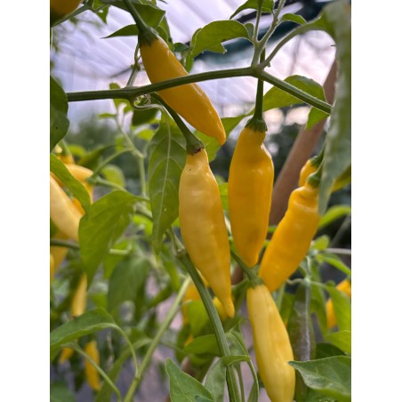 Aji Lemon Drop – chilli semínka (10 ks)