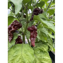 Primotali Choco - semínka chilli (10 ks)