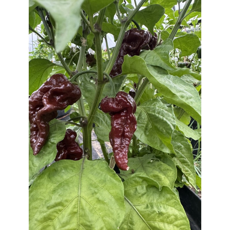 Primotali Choco - semínka chilli (10 ks)