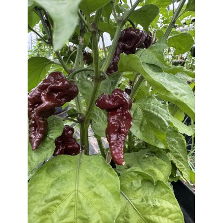 Primotali Choco - semínka chilli (10 ks)