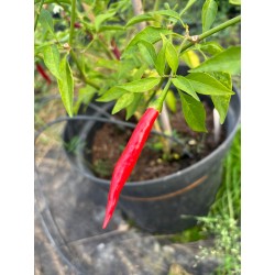 Rawit - semínka chilli (10 ks)