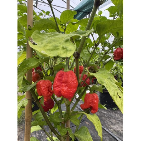 Saját - semínka chilli (10 ks)